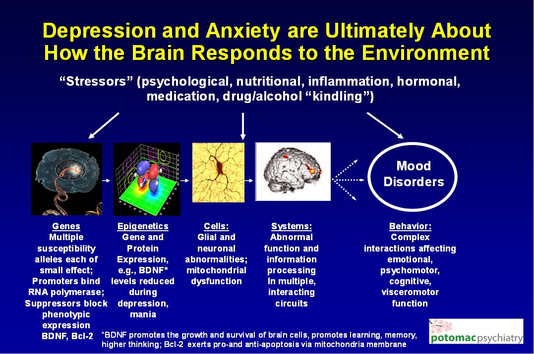 Genes, Stress, Nutrition, and Antidepressants – How They Affect Anxiety ...