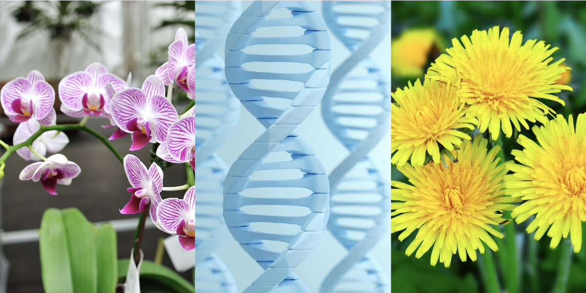 How can an orchid blossom in a dandelion world? Nurturing your genes for better mental health